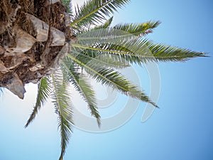 The top of a palm tree against the blue sky. Beautiful background. South. Resort. Vacation on the coast. Palm tree trunk