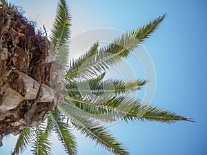 The top of a palm tree against the blue sky. Beautiful background. South. Resort. Vacation on the coast. Palm tree trunk