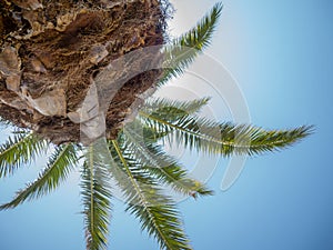 The top of a palm tree against the blue sky. Beautiful background. South. Resort. Vacation on the coast. Palm tree trunk