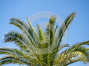 The top of a palm tree against the blue sky. Beautiful background. South. Resort. Vacation on the coast. Palm tree trunk