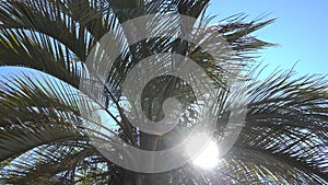 Top of the palm tree against the blue sky. Long graceful leaves flutter in the breeze.