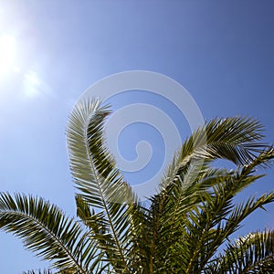 The top of the palm tree against the blue sky, the rays of the sun