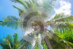 The top of a palm tree with coconuts against the background of a blue sky, clouds and the sun. Tropical background