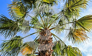 Top of Palm Tree with Fronds Fanned Out