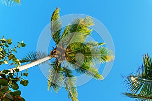 The top of a palm tree with green leaves on blue sky background