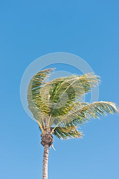 top of a palm tree with proms moving, by winds