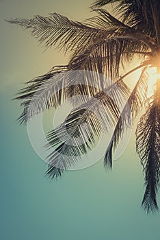 Top of palm tree with sun behind