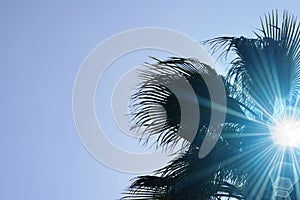 the top of a palm tree under the blue sun