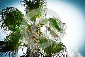 the top of a palm tree under the blue sun