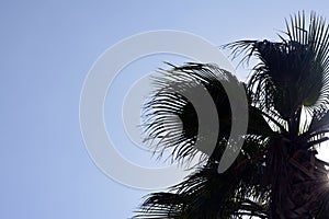 The top of a palm tree under the sun