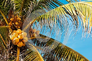 Top of the palm tree with yellow coconuts