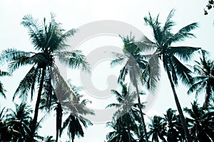 Top of palm trees into blue sky background.Summer.Holiday.Vacation concept idea of beach and sea travel