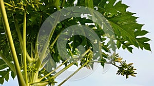Papaya Tree Leaf