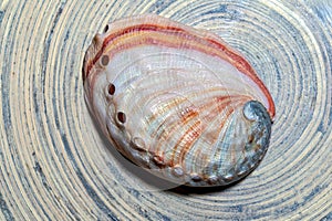 The top of a pearl abalone shell on a soft circular background