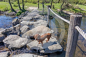 Top perspective of a dachshund standing on a rock at the stepping stones at Brug Molenplas