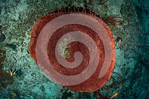 Top perspective on Huge Barrel sponge coral Xestospongia testudinaria in a tropical deep blue water of Andaman sea
