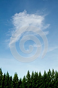 Top Pine and beautiful sky