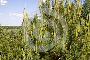 The top of a pine with the new sprouts