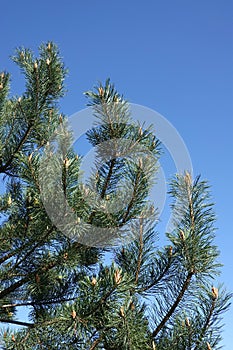 Top of pine tree branches with young green sprouts against cloudless blue sky photo