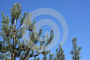 Top of pine tree branches with young green sprouts and old cones against cloudless blue sky photo
