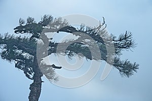 The top of a pine tree in dense fog