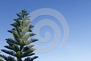 Pine tree against bright sky background.The top of the pine tree