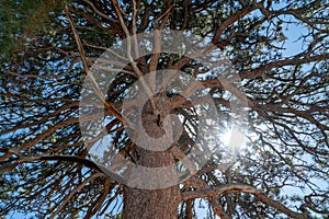 Top of a pine tree in Rocky Mountain National Park with sun at the top