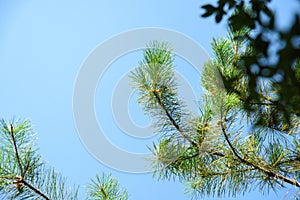 Top of Pinus Kesiya Pine Tree