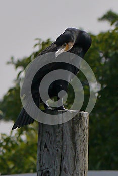 Cormorant 1