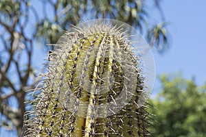 Top Portion of a Large Cylindrical Cactus Against a Blue Sky