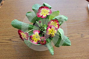 Top primrose in bloom among its leaves