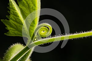 The top of pumpkin leaf.A plant climbing along the ground, stem and leaves hair, moustache for adhesion