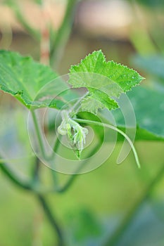 The top of the pumpkin plant is grown in an organic farm