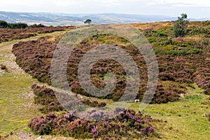 Top of Quantock Hills Somerset England