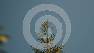 The top of a redwood tree on a clear day with a crescent moon out of focus in the background