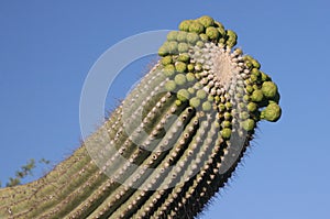 Top of Saguaro cactus