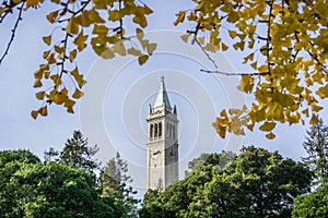 The top of Sather tower The Campanile rising above the trees photo