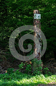 Top sawed off tree trunk with signs at the wayside