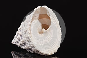 Top-shaped sea shell of sea snail Trochus isolated on black background