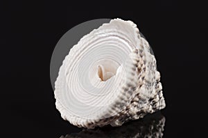 Top-shaped sea shell of sea snail Trochus isolated on black background