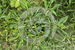 Top shoot on green chili plant, it's used to add spice to asian food