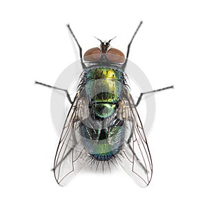 Top shot of a Green bottle fly species, probably Lucilia sericata, isolated on white