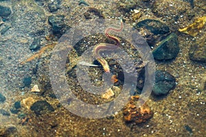 Top shot of the hediste underwater