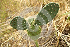 Top shot of Prickly pear with yellowing grass in the background