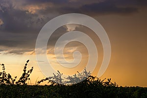 Top of shrubs silhouetted against an orange sunset