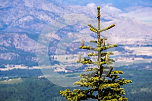The top of a Silvertip Fir (Abies magnifica) tree with new cones; blurred valley in the background; Siskiyou County, Northern