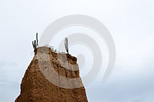 Top of the soil hill in the desert canyon covered with cactus an