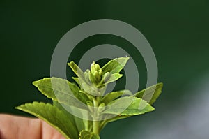 Top of stevia plant about to flower