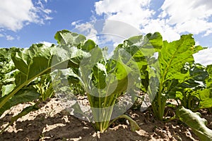 Top sugar beet