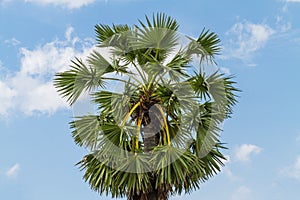 Top of sugar palm trees on sky background